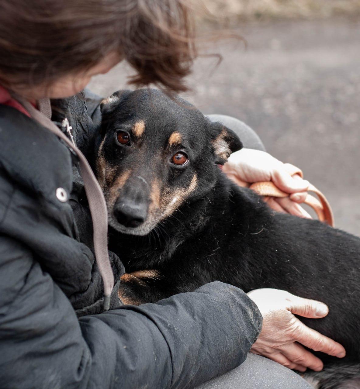 Chiens à adopter
